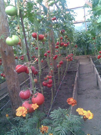 Imag009 - Tomate din solar