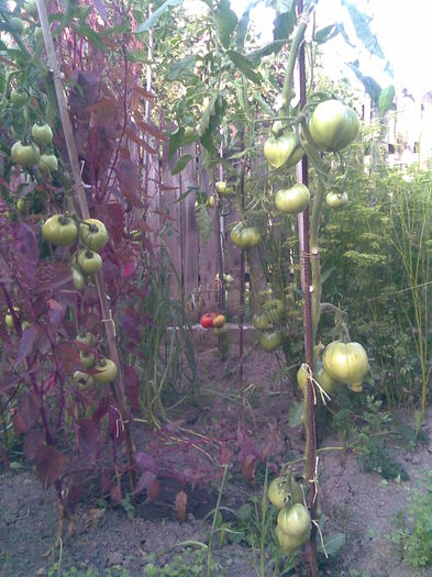 Imag011 - Tomate din solar