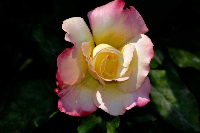 07.2015 - Double Delight