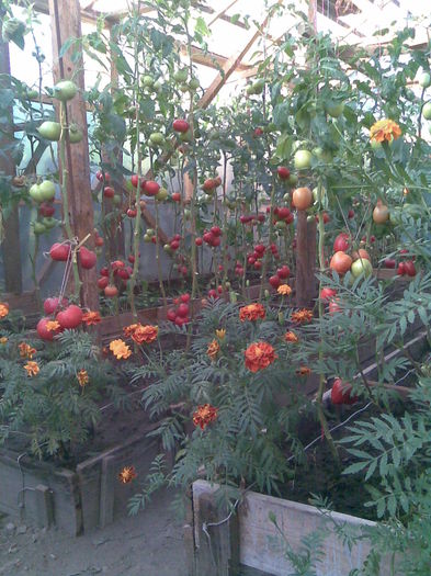 Imag014 - Tomate din solar