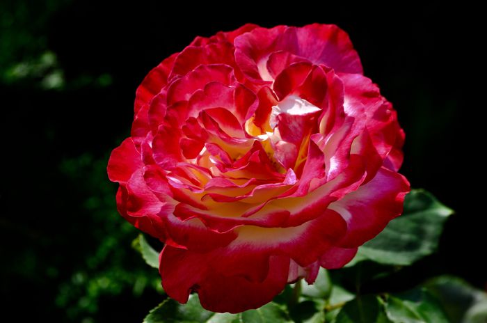 07.2015 - Double Delight