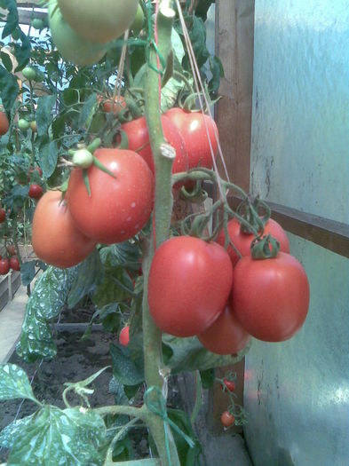 Imag033 - Tomate din solar