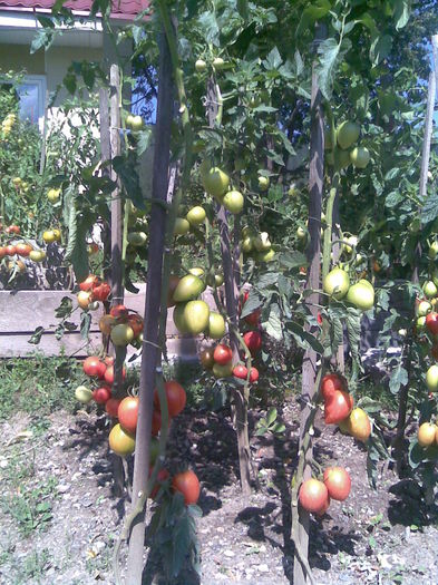 Imag043 - Tomate din solar