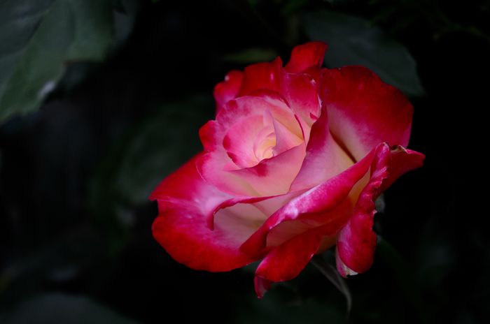 07.2015 - Double Delight