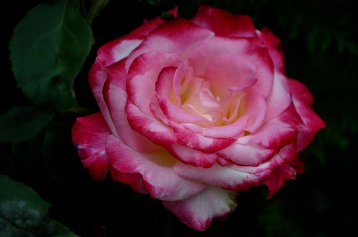 07.2015 - Double Delight