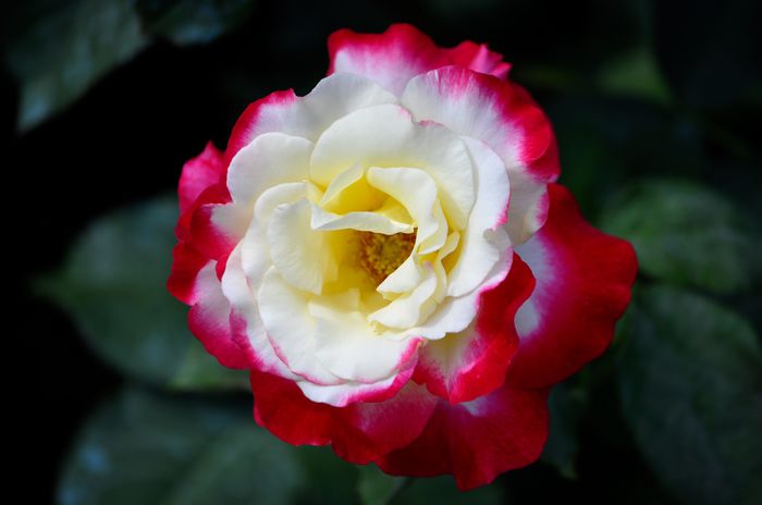 07.2015 - Double Delight