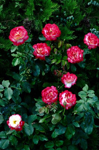 07.2015 - Double Delight