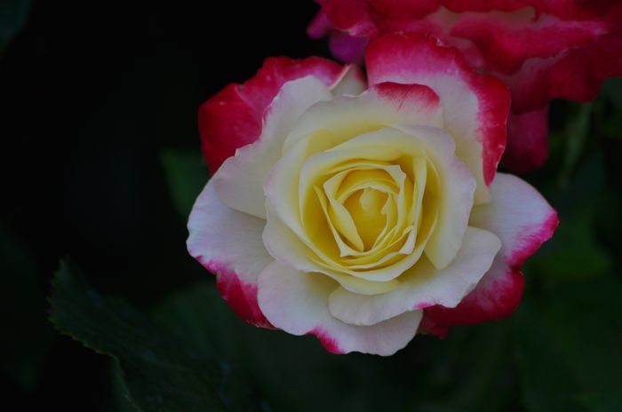 07.2015 - Double Delight