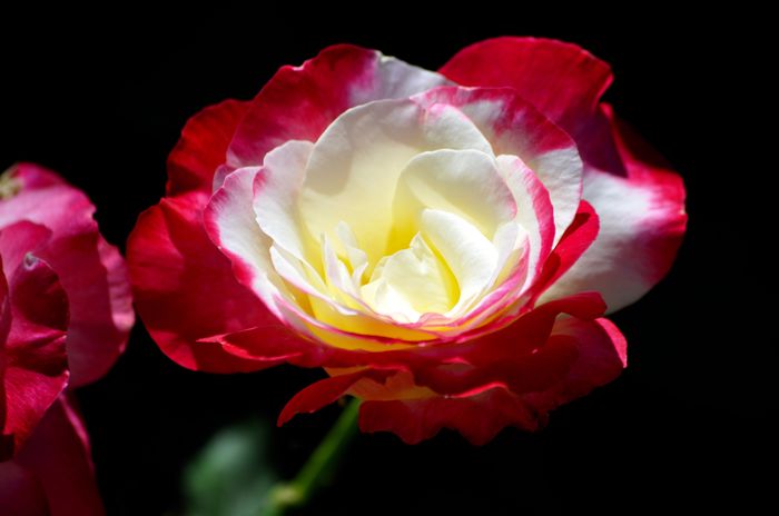 07.2015 - Double Delight