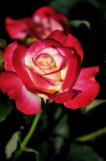 07.2015 - Double Delight