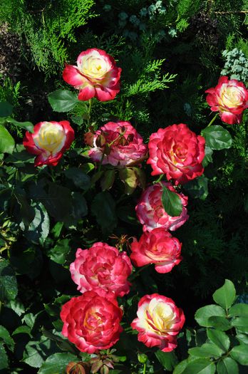 07.2015 - Double Delight
