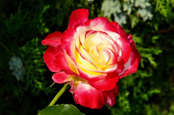 07.2015 - Double Delight