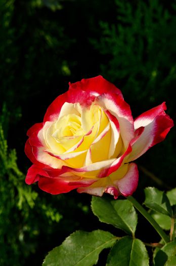 07.2015 - Double Delight