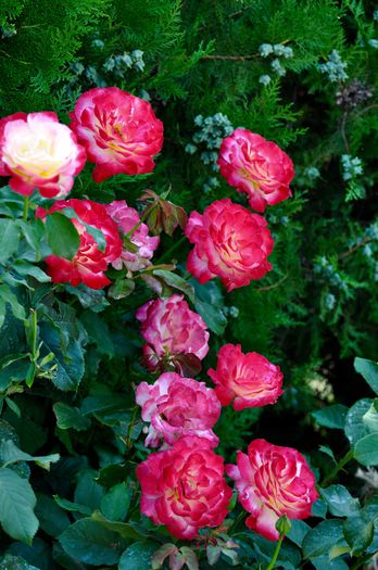 07.2015 - Double Delight