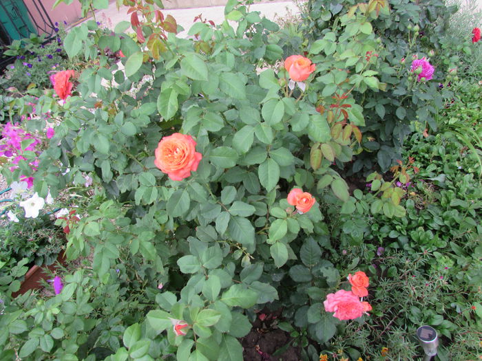 1 aug, Emilien Guillot