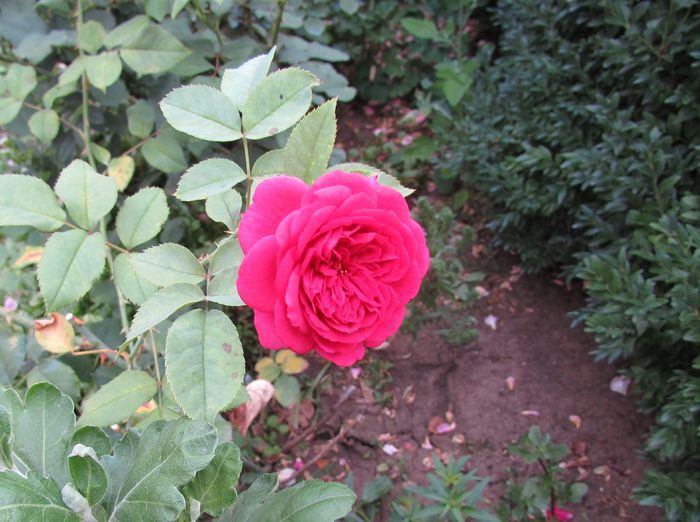 lami-des-jardins(Guillot)