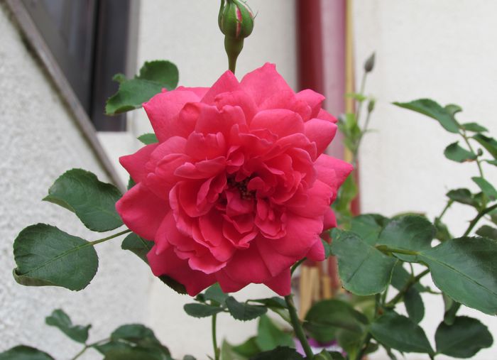 ingrid wendl , e superb!!!