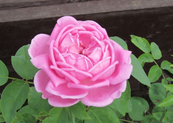 1 aug, necunoscut  roz ff parfumat