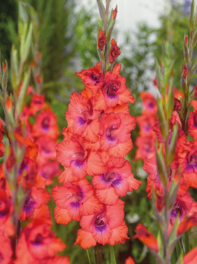 Gladiolus Tricolore eticheta; Asa arata pe eticheta, dar la inflorire, culorile sunt total diferite (cel putin la mine).
