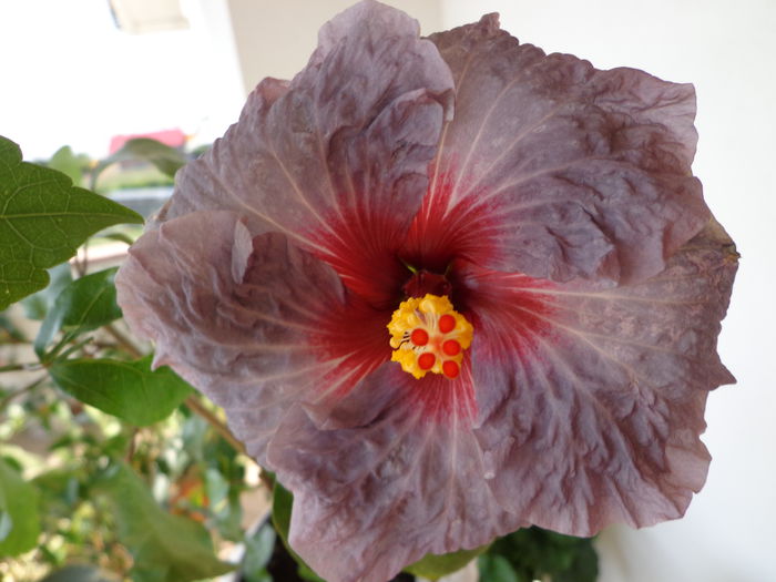 148 - HIBISCUS CONFEDERATE HEART