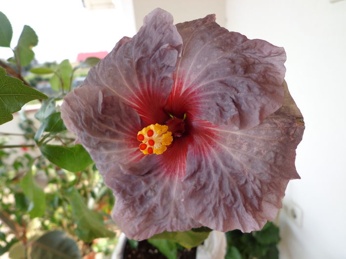 147 - HIBISCUS CONFEDERATE HEART