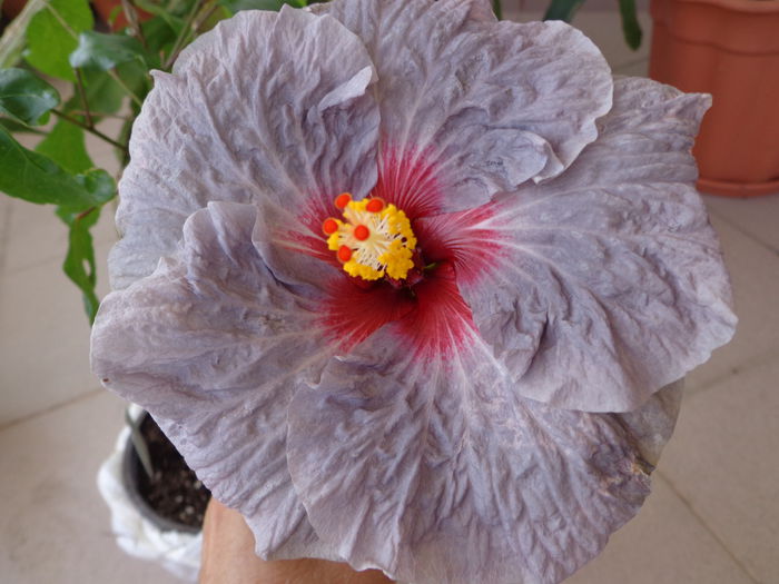 150 - HIBISCUS CONFEDERATE HEART