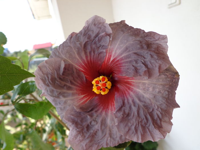 146 - HIBISCUS CONFEDERATE HEART