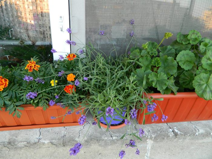 11392785_1103500436346274_5942057347766725591_n