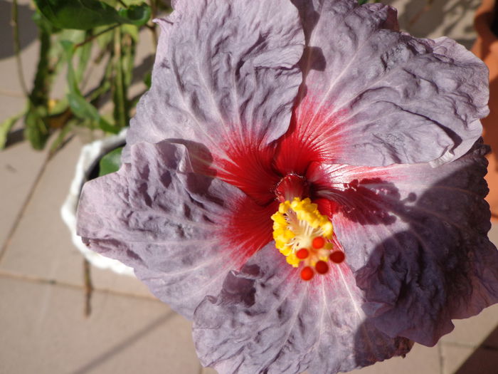 134 - HIBISCUS CONFEDERATE HEART