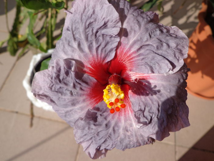 136 - HIBISCUS CONFEDERATE HEART