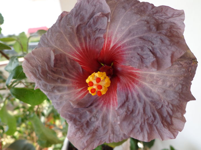 149 - A-HIBISCUS 2015-1