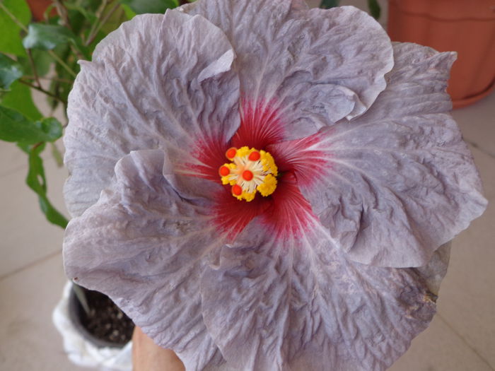 C. HEART. - A-HIBISCUS 2015-1