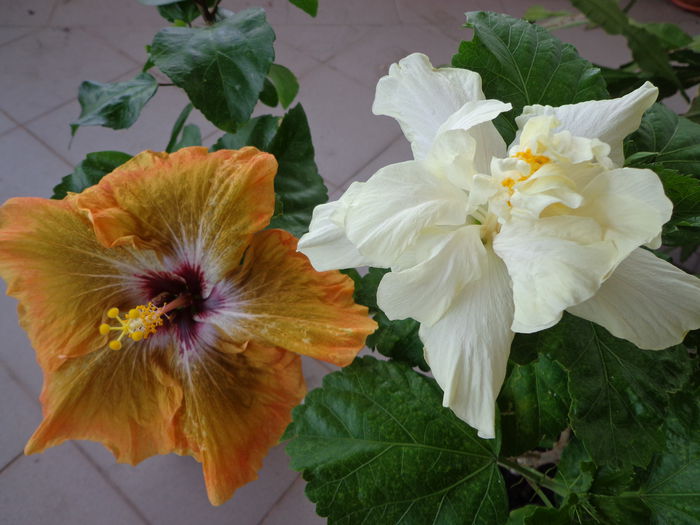 T. B. STAR , E. EAR. - A-HIBISCUS 2015-1