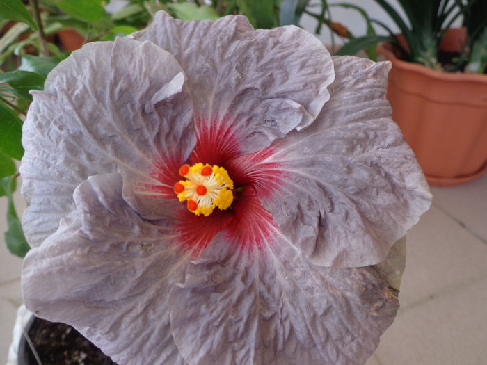 152 - A-HIBISCUS 2015-1