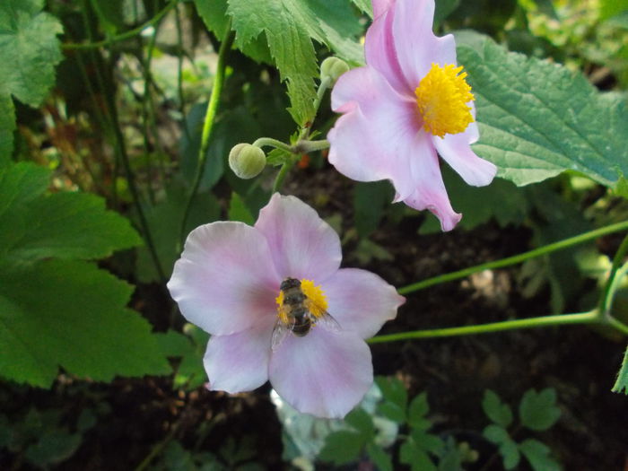 DSCN2090 - Gradina mea 2015