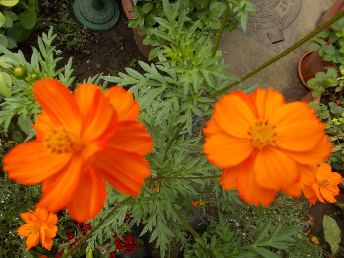 DSCN2320 - Gradina mea 2015