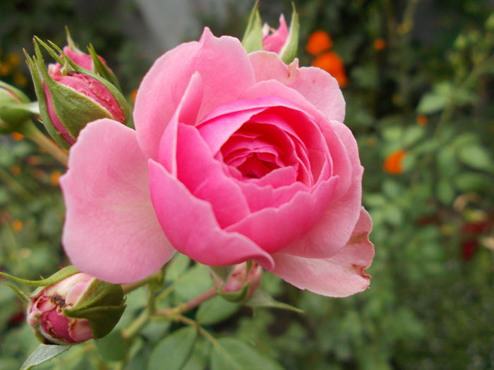 DSCN2337 - Gradina mea 2015