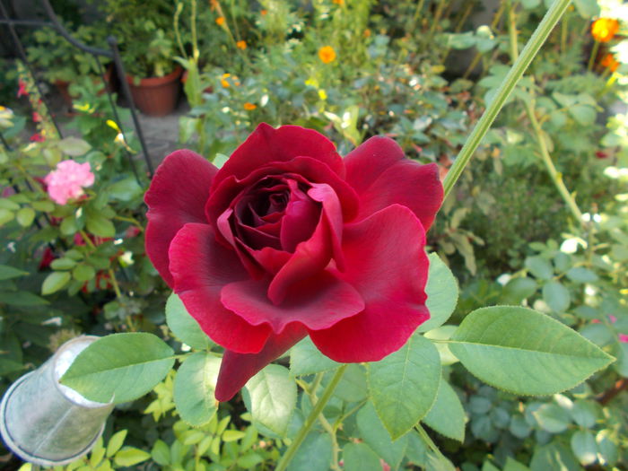 DSCN2378 - Gradina mea 2015