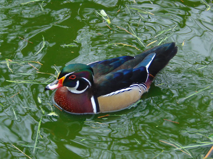 rate caroline - Rate caroline