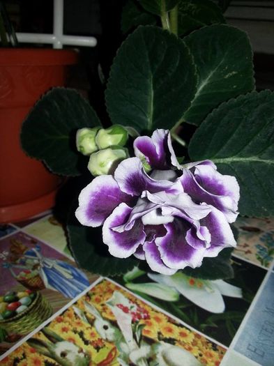 Gloxinia 1; Mov batut cu margini albe
