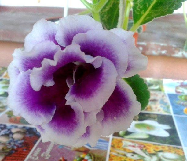 Gloxinia 1; Mov batut cu margini albe
