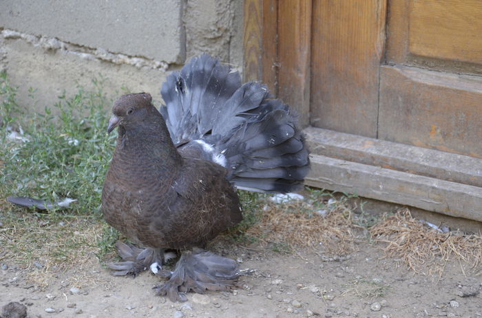 _DSC0013 - Porumbei-amintiri