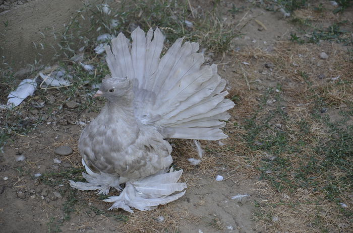 _DSC0033 - Porumbei-amintiri