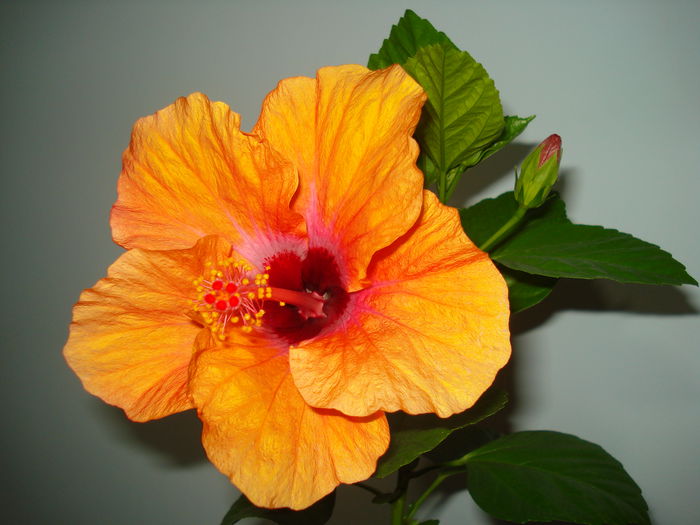 Isabella - Hibiscus Isabella