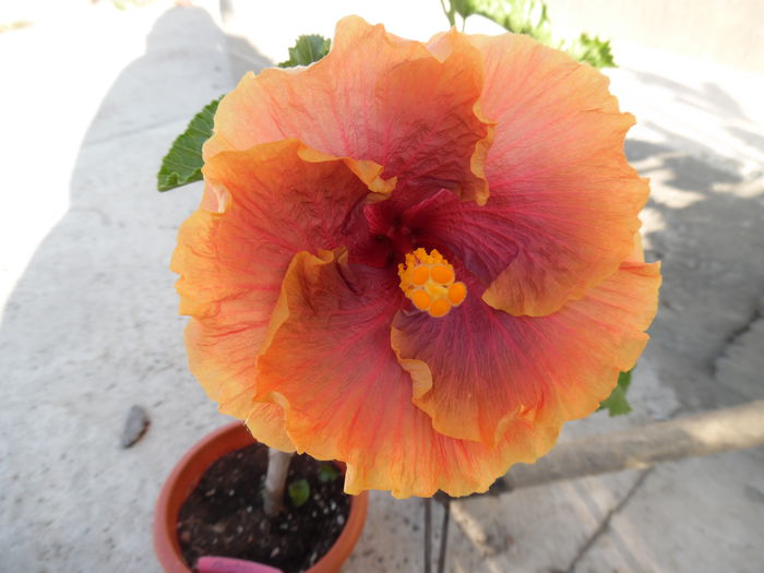 gator pride dimineata - Hibiscus 2015