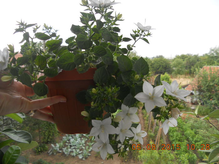 DSCN4645 - plante de interior