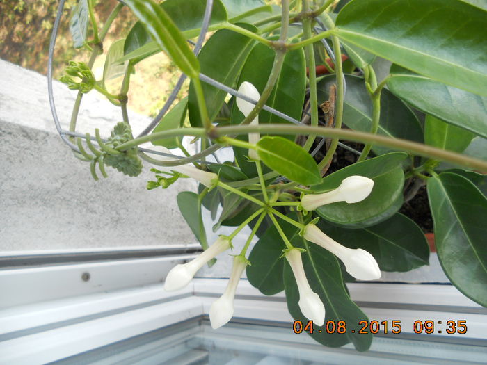 DSCN4640 - plante de interior
