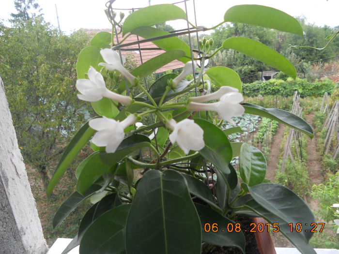 DSCN4644 - plante de interior