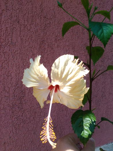 Sprinkle RAine - HIBISCUS-2015