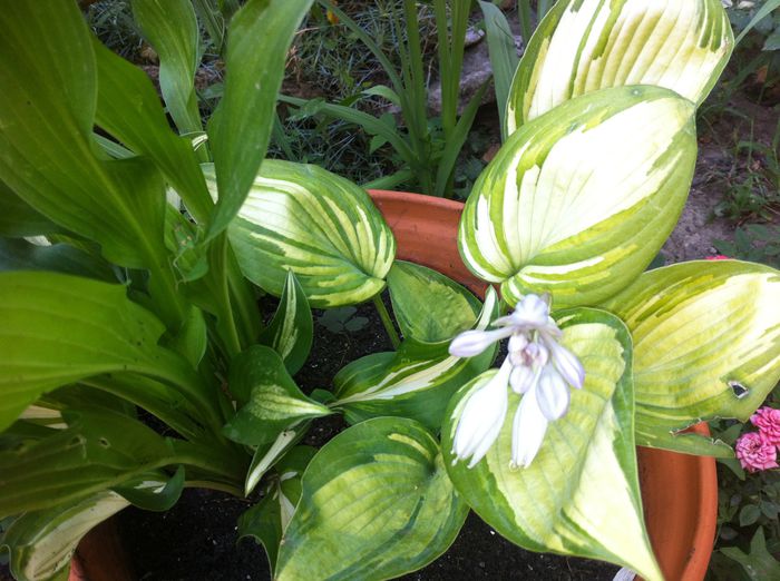 image - Hosta